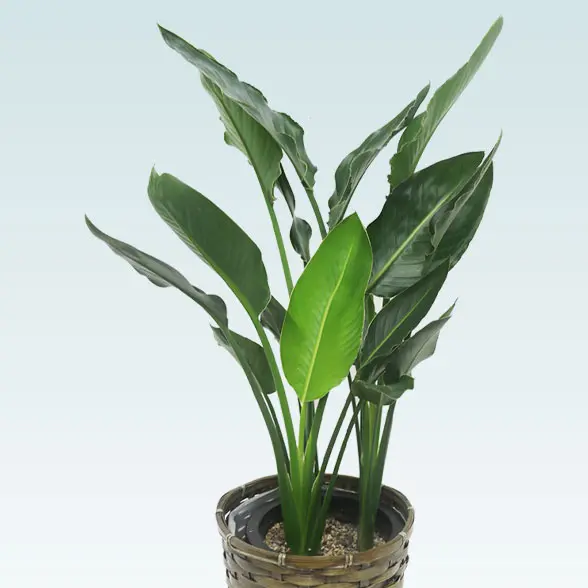 ストレリチア・レギネ(籐かご付、ダークブラウン色)　Ｍサイズ　メイン上