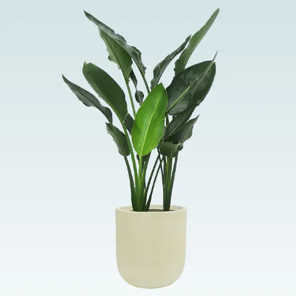 ストレリチア レギネ ファイバー鉢 お皿付き 楽天市場】ストレリチア（レギネ：極楽鳥花） デザインの良い