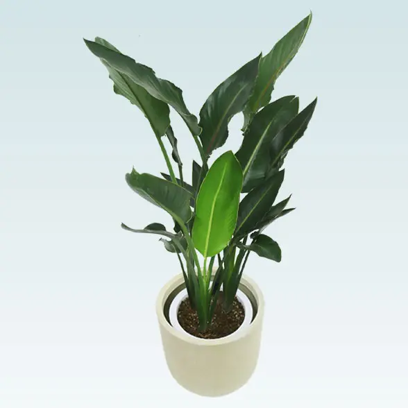 ストレリチア・レギネ(Uポット型、グラスファイバー製鉢カバー付)　Ｍサイズ　斜め上から