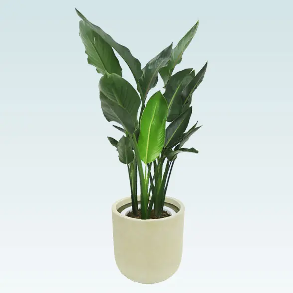 ストレリチア・レギネ(Uポット型、グラスファイバー製鉢カバー付)　Ｍサイズ　左から