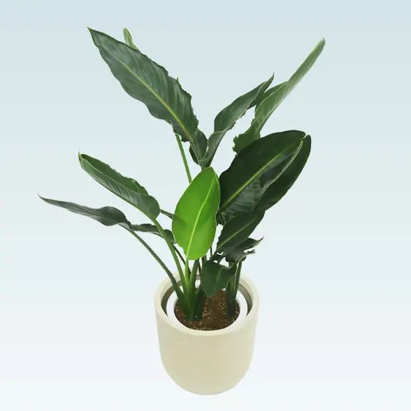 ストレリチア・レギネ(Uポット型、グラスファイバー製鉢カバー付)　Ｍサイズ　斜め上から