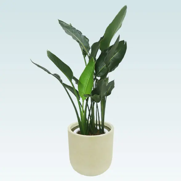 ストレリチアレギネ　鉢ごと Amazon | ストレチア レギネ 観葉植物 鉢ごと | ノーブランド品