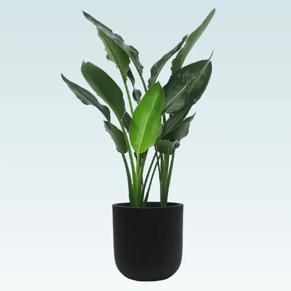 ストレリチア・レギネ(Uポット型、グラスファイバー製鉢カバー付)　Ｍサイズ　黒