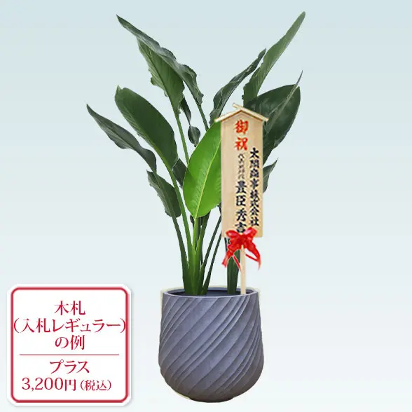 ストレリチア・レギネ(スパイラル型　入札付き