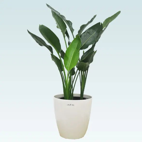 ストレリチア・レギネ(ラスターポット付) Mサイズ/観葉植物の販売