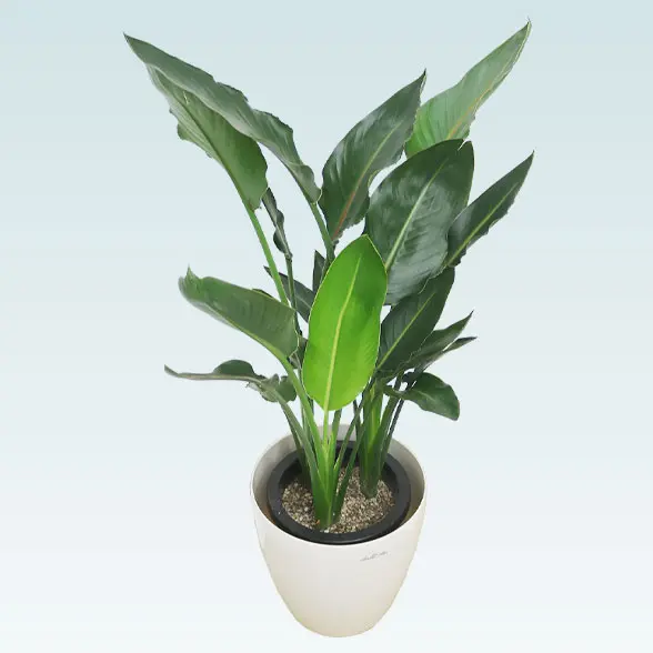 ストレリチア・レギネ(ラスターポット付) Mサイズ/観葉植物の販売