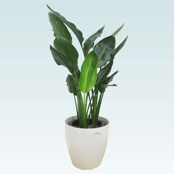 ストレリチア　レギネ　陶器鉢　植え込み発送 ストレリチア・レギネ | エキゾチックな雰囲気と風水効果を兼ね備えた