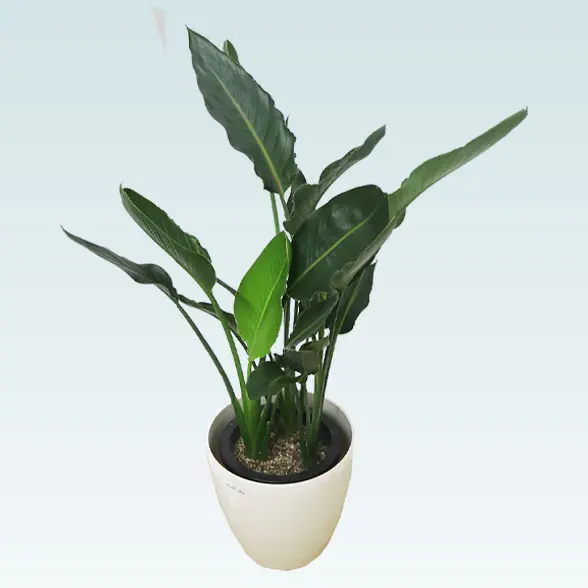 ストレリチア・レギネ(ラスターポット付) Mサイズ/観葉植物の