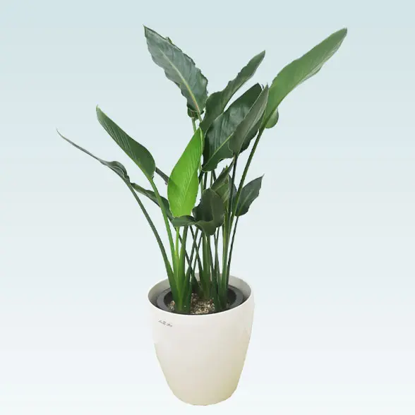 ストレリチア・レギネ(ラスターポット付) Mサイズ/観葉植物の販売