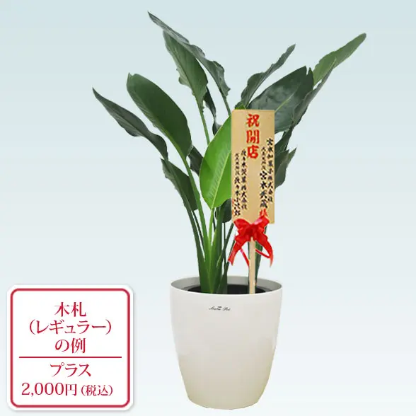 ストレリチア 9株 オレンジ花 中型鉢 約90cm ストレリチア・レギネ