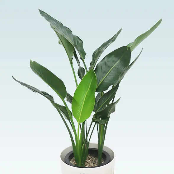 ストレリチア・レギネ(ラスターポット付)　Ｍサイズ　メイン正面