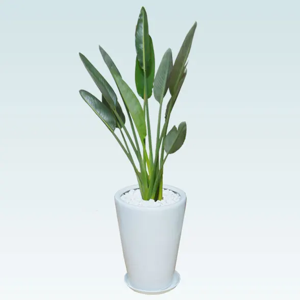 ストレリチア・レギネ８号(陶器鉢植込み、ラウンドタイプ白色)1