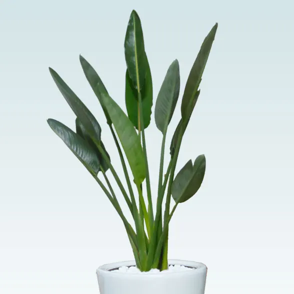 ストレリチア・レギネ８号(陶器鉢植込み、ラウンドタイプ白色)2