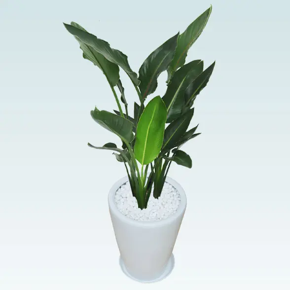 ストレリチア・レギネ８号(陶器鉢植込み、ラウンドタイプ白色)