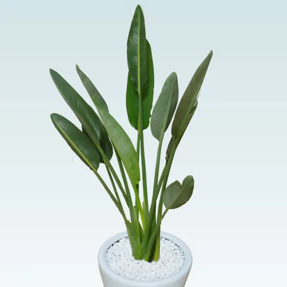 ストレリチア・レギネ８号(陶器鉢植込み、ラウンドタイプ白色)4