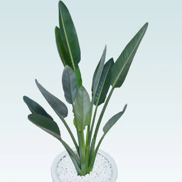 ストレリチア・レギネ８号(陶器鉢植込み、ラウンドタイプ白色)5