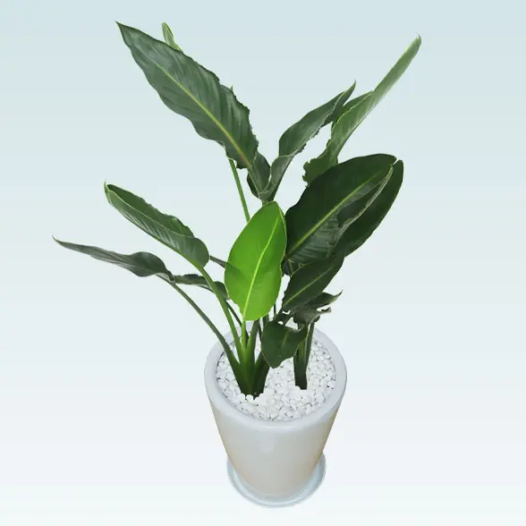 ストレリチア・レギネ８号(陶器鉢植込み、ラウンドタイプ白色)　斜め上から