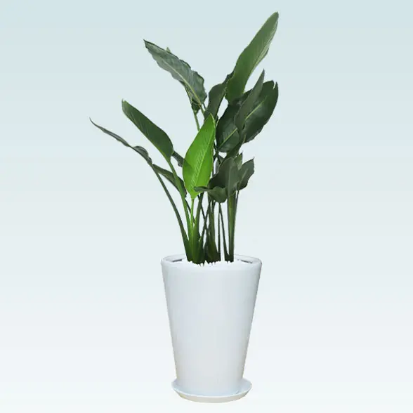 ストレリチア・レギネ８号(陶器鉢植込み、ラウンドタイプ白色)　横