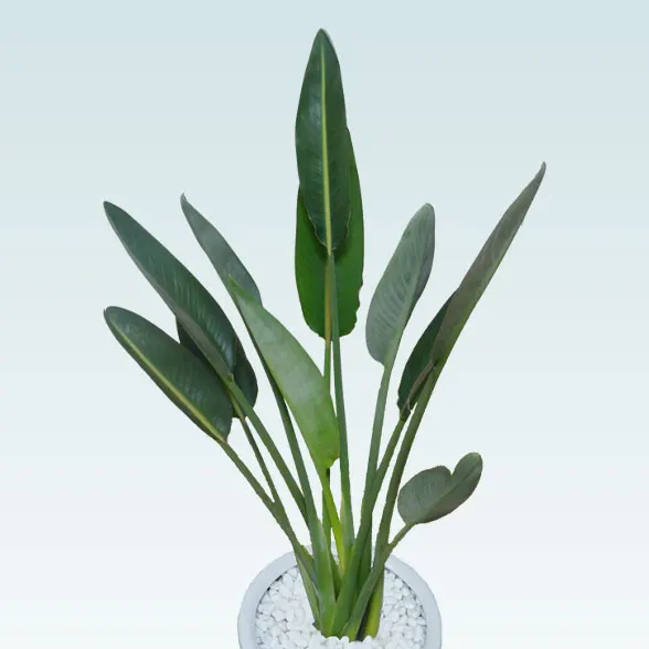 ストレリチア・レギネ８号(陶器鉢植込み、ラウンドタイプ白色)8