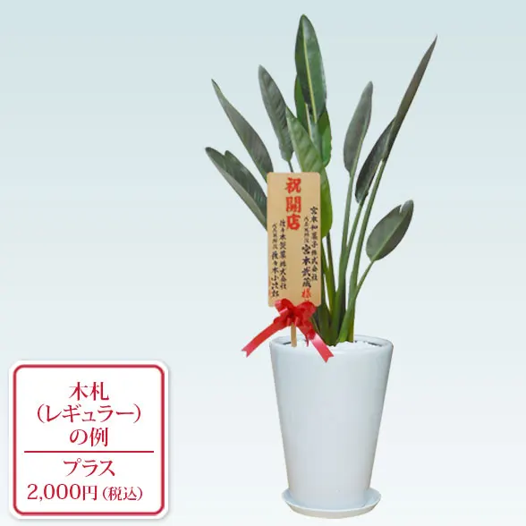 ストレリチア・レギネ８号(陶器鉢植込み、ラウンドタイプ白色)9