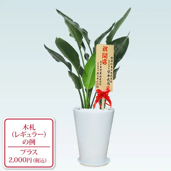 ストレリチア・レギネ８号(陶器鉢植込み、ラウンドタイプ白色)　レギュラー札付き