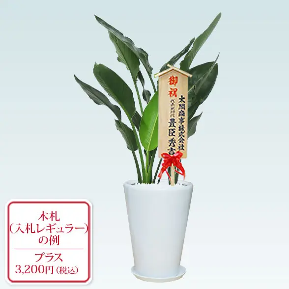 ストレリチア・レギネ８号(陶器鉢植込み、ラウンドタイプ白色)　入札付き