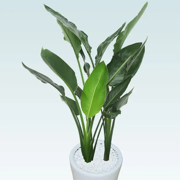 ストレリチア・レギネ８号(陶器鉢植込み、ラウンドタイプ白色)　メイン　正面