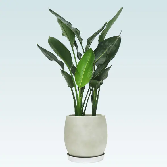 ストレリチア・レギネ８号(グラスファイバー製鉢植込み、バルーン型)