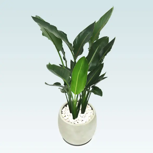 ストレリチア・レギネ８号(グラスファイバー製鉢植込み、バルーン型) 斜め上から