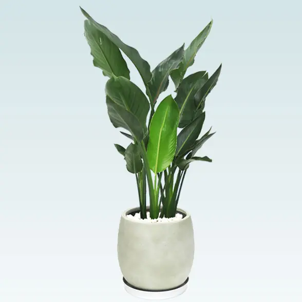 ストレリチア・レギネ８号(グラスファイバー製鉢植込み、バルーン型)　横から