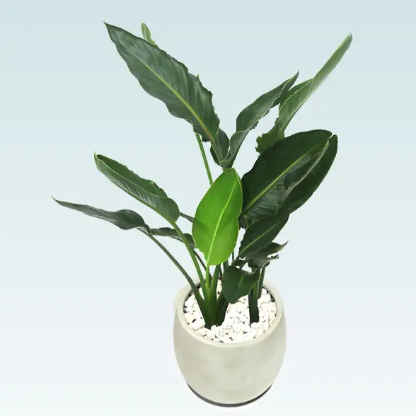 ストレリチア・レギネ８号(グラスファイバー製鉢植込み、バルーン型)　上から