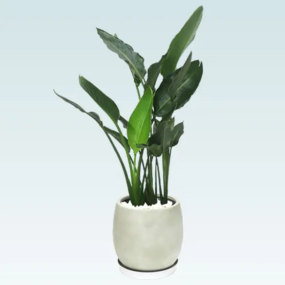 ストレリチア・レギネ８号(グラスファイバー製鉢植込み、バルーン型)　右横から