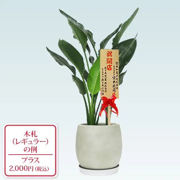 ストレリチア・レギネ８号(グラスファイバー製鉢植込み、バルーン型)　レギュラー札付き