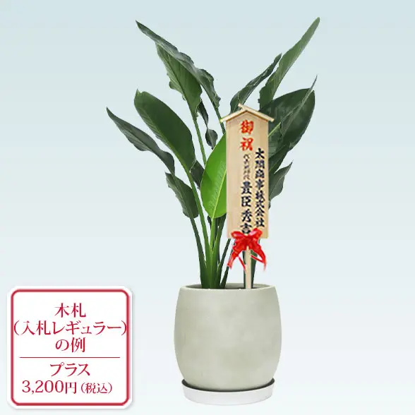 ストレリチア・レギネ８号(グラスファイバー製鉢植込み、バルーン型)　入札付き