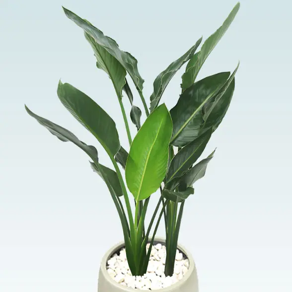 ストレリチア・レギネ8号(グラスファイバー製鉢植込み、バルーン型