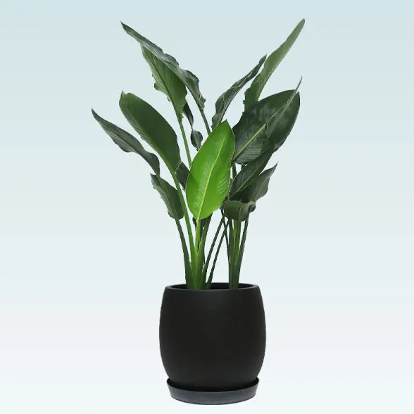 ストレリチア・レギネ８号(グラスファイバー製鉢植込み、バルーン型)　黒