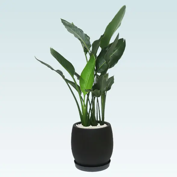 ストレリチア・レギネ８号(グラスファイバー製鉢植込み、バルーン型)　黒　横から