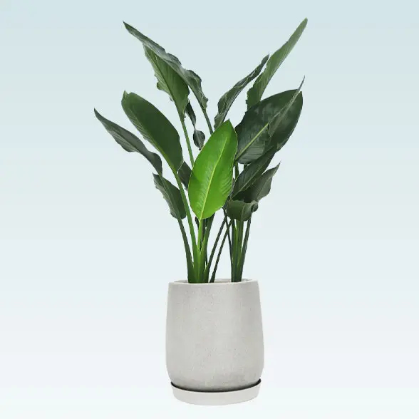 ストレリチア・レギネ8号(グラスファイバー製鉢植込み、チューリップ