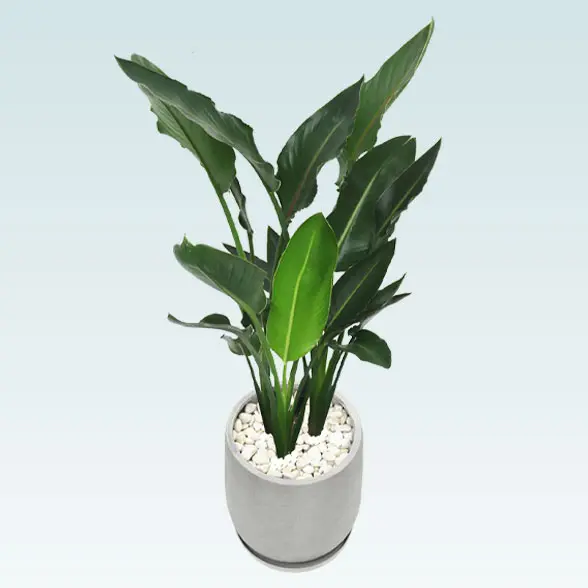 観葉植物 ストレリチア レギネ 10号 std-022-768x1024.jpg