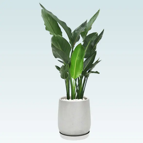 ストレリチア・レギネ８号(グラスファイバー製鉢植込み、チューリップ型)　横から