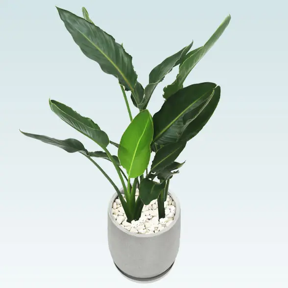 ストレリチア・レギネ8号(グラスファイバー製鉢植込み、チューリップ