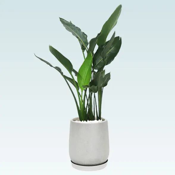 ストレリチア・レギネ8号(グラスファイバー製鉢植込み、チューリップ