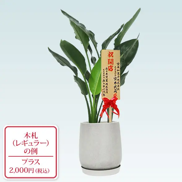 ストレリチア・レギネ８号(グラスファイバー製鉢植込み、チューリップ型)　レギュラー札付き