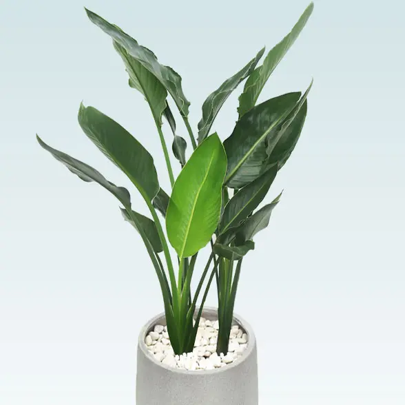 ストレリチア・レギネ８号(グラスファイバー製鉢植込み、チューリップ型)　メイン正面