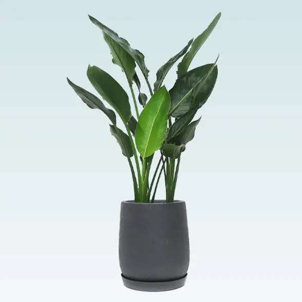 ストレリチア・レギネ８号(グラスファイバー製鉢植込み、チューリップ型)　黒