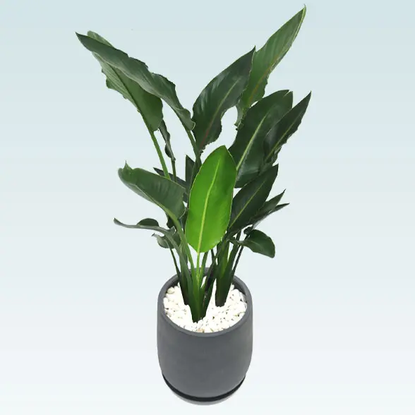 ストレリチア・レギネ8号(グラスファイバー製鉢植込み、チューリップ