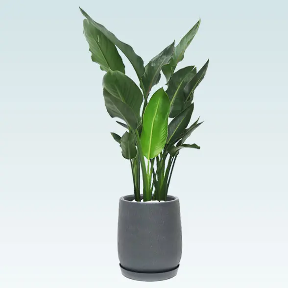 ストレリチア・レギネ８号(グラスファイバー製鉢植込み、チューリップ型)　黒　横から