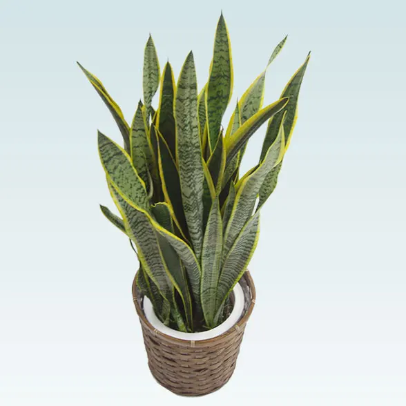 サンセベリア(籐かご付、ダークブラウン色)　Mサイズ５