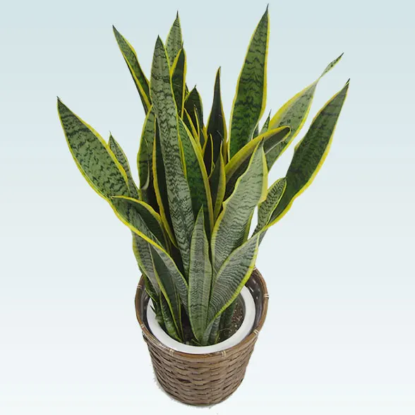 サンセベリア(籐かご付、ダークブラウン色)　Mサイズ８