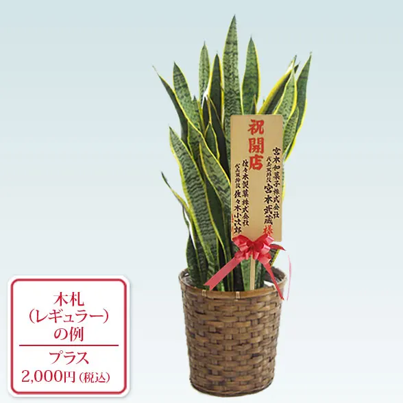 サンセベリア(籐かご付、ダークブラウン色)　Mサイズ９